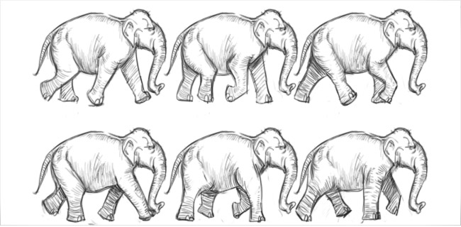 ciclo camminata elefante