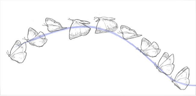 ciclo volo farfalla linea guida